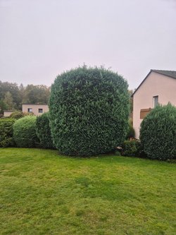 Hecken roden durch Ruelius Green Gartenservice Kaiserslautern Bild Nr. 3