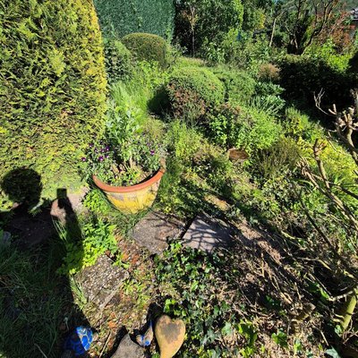 Garten vor der Pflege durch Ruelius Green Gartenpflege Kaiserslautern