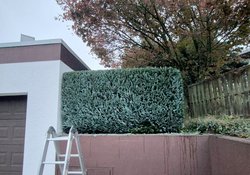 Heckenschnitt durch Ruelius Green Gartenservice Kaiserslautern Bild Nr. 28