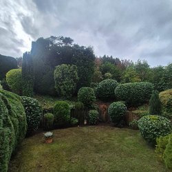 Heckenschnitt durch Ruelius Green Gartenservice Kaiserslautern Bild Nr. 38