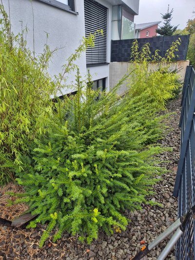 Vorgarten mit ungeschnittener Hecke