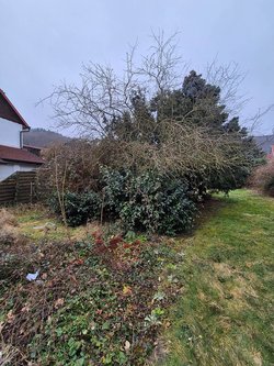 Hecken roden durch Ruelius Green Gartenservice Kaiserslautern Bild Nr. 23