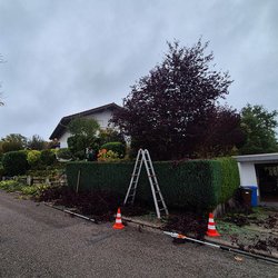 Heckenschnitt durch Ruelius Green Gartenservice Kaiserslautern Bild Nr. 39