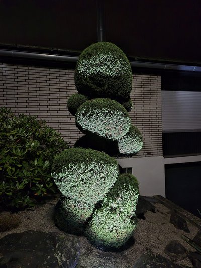 HEcke nach dem Formschnitt in Kaiserslautern