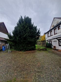 Hecken roden durch Ruelius Green Gartenservice Kaiserslautern Bild Nr. 12