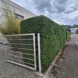 Heckenschnitt durch Ruelius Green Gartenservice Kaiserslautern Bild Nr. 51