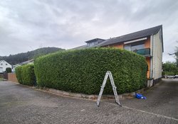Heckenschnitt durch Ruelius Green Gartenservice Kaiserslautern Bild Nr. 6