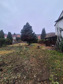 Hecken roden durch Ruelius Green Gartenservice Kaiserslautern Bild Nr. 25