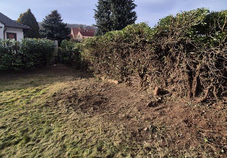 Hecken entfernen in Kaiserslautern