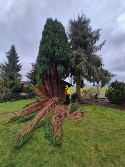 Hecken roden durch Ruelius Green Gartenservice Kaiserslautern Bild Nr. 26