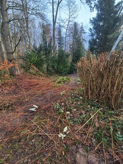 Hecken roden durch Ruelius Green Gartenservice Kaiserslautern Bild Nr. 21