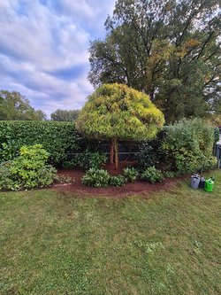  Gartenarbeiten durch Ruelius Green Gartenservice Kaiserslautern Bild Nr. 50