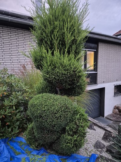 Hecke vor dem Formschnitt in Kaiserslautern