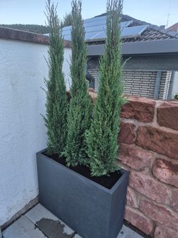  Gartenarbeiten durch Ruelius Green Gartenservice Kaiserslautern Bild Nr. 4