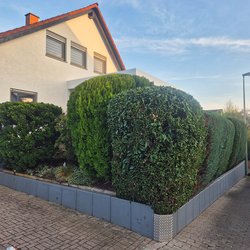 Heckenschnitt durch Ruelius Green Gartenservice Kaiserslautern Bild Nr. 49