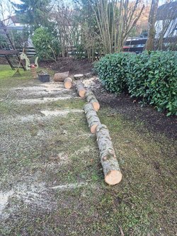 Hecken roden durch Ruelius Green Gartenservice Kaiserslautern Bild Nr. 31