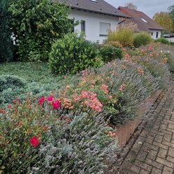 Gartenpflegeservice von Ruelius Green Kaiserslautern Bild Nr. 5