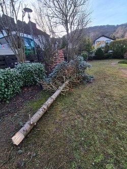 Hecken roden durch Ruelius Green Gartenservice Kaiserslautern Bild Nr. 30