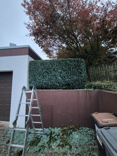 Formhecke nach dem Nachschneiden durch Ruelius Green Gartenpflege Kaiserslautern