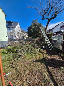 Hecken roden durch Ruelius Green Gartenservice Kaiserslautern Bild Nr. 27