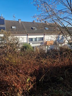 Hecken roden durch Ruelius Green Gartenservice Kaiserslautern Bild Nr. 1