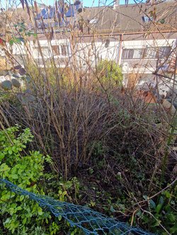 Hecken roden durch Ruelius Green Gartenservice Kaiserslautern Bild Nr. 2