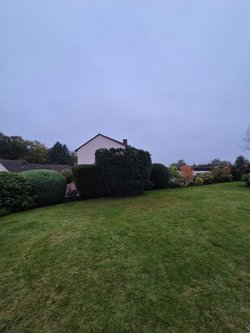 Hecken roden durch Ruelius Green Gartenservice Kaiserslautern Bild Nr. 8