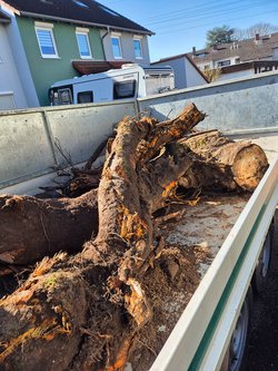 Baumwurzel Entfernung durch Ruelius Green Gartenservice Kaiserslautern Bild Nr. 13