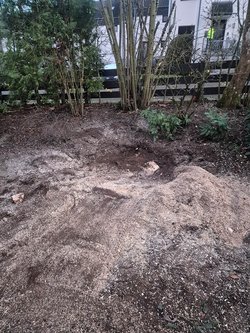 Baumwurzel Entfernung durch Ruelius Green Gartenservice Kaiserslautern Bild Nr. 18