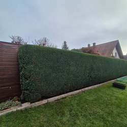 Heckenschnitt durch Ruelius Green Gartenservice Kaiserslautern Bild Nr. 48