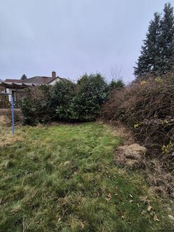 Hecken roden durch Ruelius Green Gartenservice Kaiserslautern Bild Nr. 19