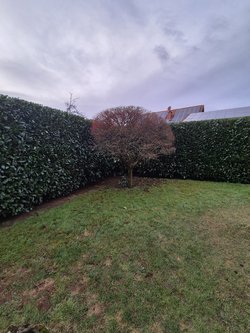 Gartenpflegeservice von Ruelius Green Kaiserslautern Bild Nr. 11