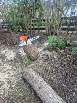 Baumwurzel Entfernung durch Ruelius Green Gartenservice Kaiserslautern Bild Nr. 16