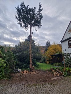 Hecken roden durch Ruelius Green Gartenservice Kaiserslautern Bild Nr. 13