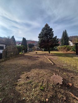Hecken roden durch Ruelius Green Gartenservice Kaiserslautern Bild Nr. 15
