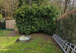 Hecken roden durch Ruelius Green Gartenservice Kaiserslautern Bild Nr. 9
