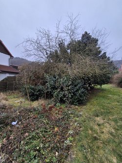 Hecken roden durch Ruelius Green Gartenservice Kaiserslautern Bild Nr. 18