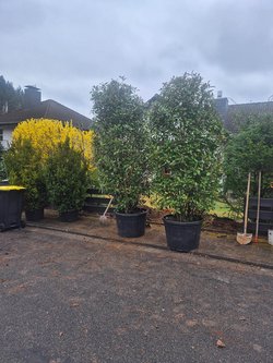  Gartenarbeiten durch Ruelius Green Gartenservice Kaiserslautern Bild Nr. 29