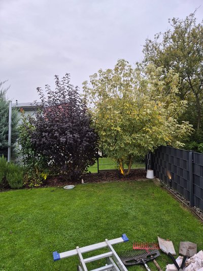 Gartenbäume vor dem Schnitt