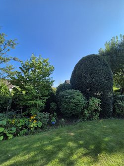 Heckenschnitt durch Ruelius Green Gartenservice Kaiserslautern Bild Nr. 8