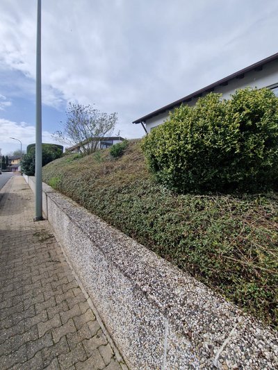 Bodenbedecker nach dem Schnitt durch Ruelius Green Gartenpflege