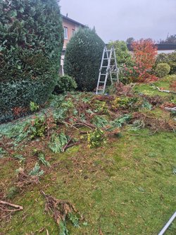 Hecken roden durch Ruelius Green Gartenservice Kaiserslautern Bild Nr. 4