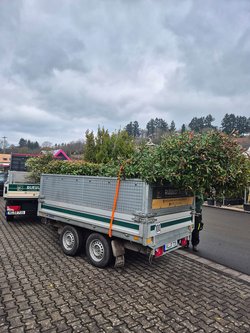  Gartenarbeiten durch Ruelius Green Gartenservice Kaiserslautern Bild Nr. 28