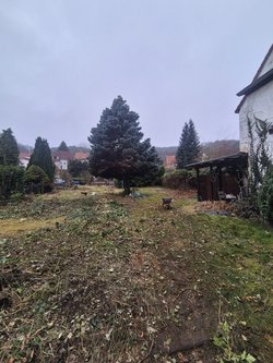 Hecken roden durch Ruelius Green Gartenservice Kaiserslautern Bild Nr. 17