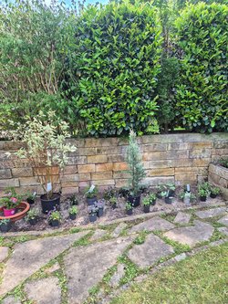  Gartenarbeiten durch Ruelius Green Gartenservice Kaiserslautern Bild Nr. 31