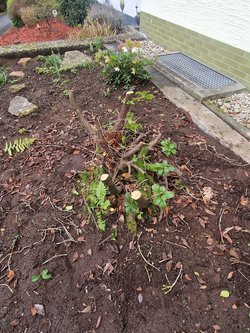 Baumwurzel Entfernung durch Ruelius Green Gartenservice Kaiserslautern Bild Nr. 9