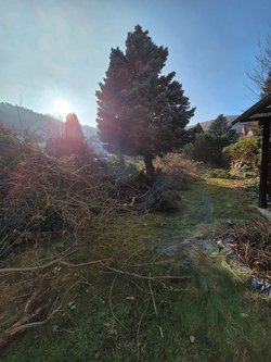 Hecken roden durch Ruelius Green Gartenservice Kaiserslautern Bild Nr. 24