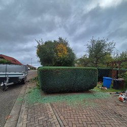 Heckenschnitt durch Ruelius Green Gartenservice Kaiserslautern Bild Nr. 41