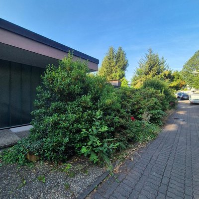 Vorgarten vor der Heckenpflege
