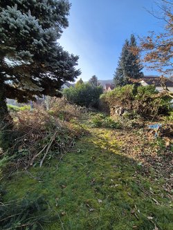 Hecken roden durch Ruelius Green Gartenservice Kaiserslautern Bild Nr. 20